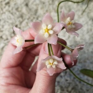 Hoya Thomsonii Splash cutting